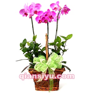 临朐鲜花店